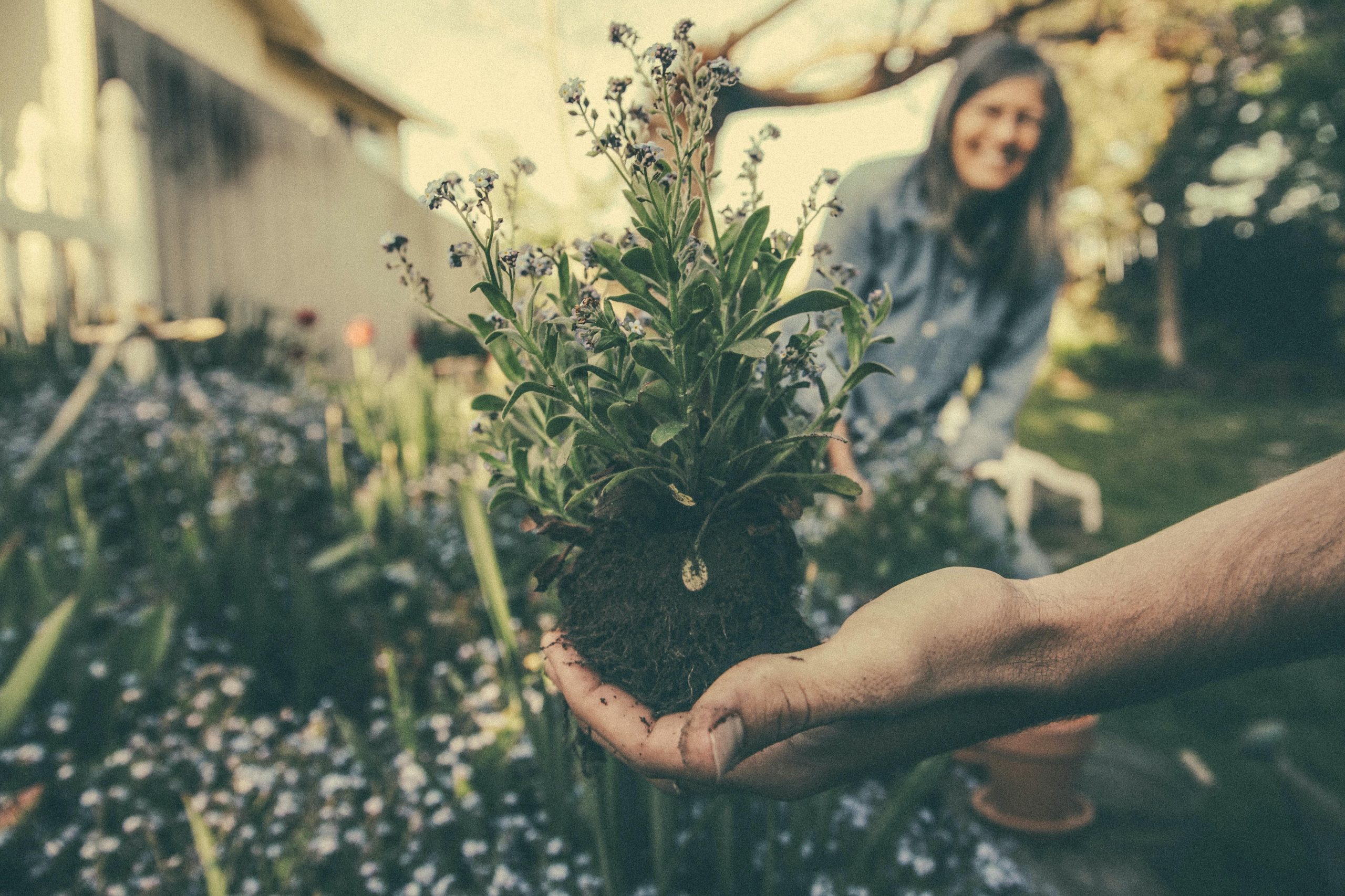 Jardinage - benjamin -combs - unsplash